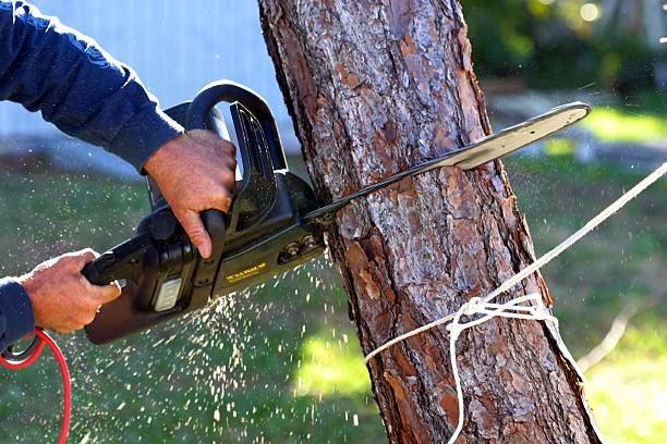 How Our Tree Care Process Works  in  Bridgeport, WA